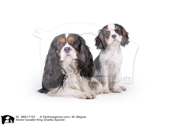 tricolor Cavalier King Charles Spaniel / tricolor Cavalier King Charles Spaniel / MW-17191