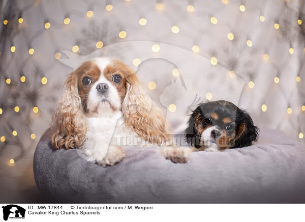 Cavalier King Charles Spaniels / Cavalier King Charles Spaniels / MW-17844