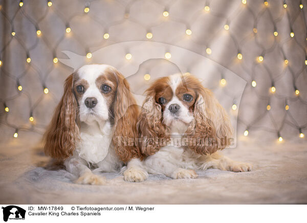 Cavalier King Charles Spaniels / Cavalier King Charles Spaniels / MW-17849