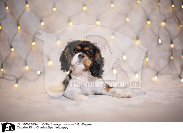 Cavalier King Charles Spaniel Welpe / Cavalier King Charles Spaniel puppy / MW-17854