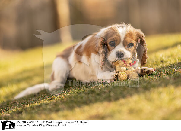 female Cavalier King Charles Spaniel / TBA-02140