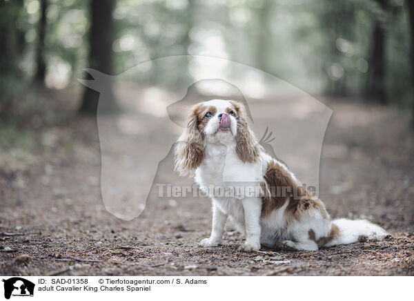 ausgewachsener Cavalier King Charles Spaniel / adult Cavalier King Charles Spaniel / SAD-01358