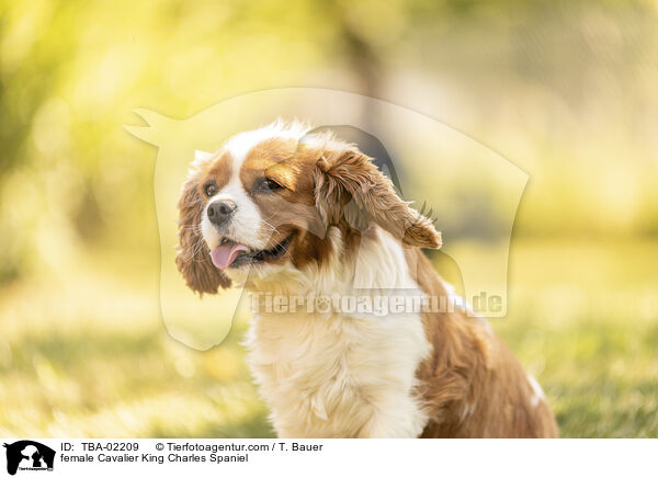 Cavalier King Charles Spaniel Hndin / female Cavalier King Charles Spaniel / TBA-02209