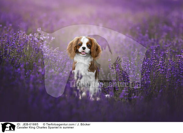 Cavalier King Charles Spaniel im Sommer / Cavalier King Charles Spaniel in summer / JEB-01885