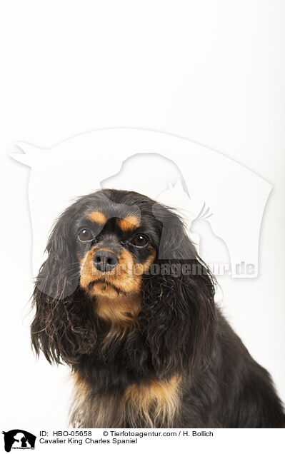 Cavalier King Charles Spaniel / HBO-05658