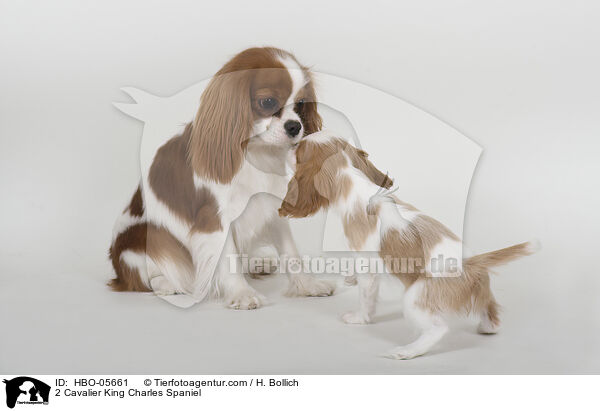 2 Cavalier King Charles Spaniel / 2 Cavalier King Charles Spaniel / HBO-05661