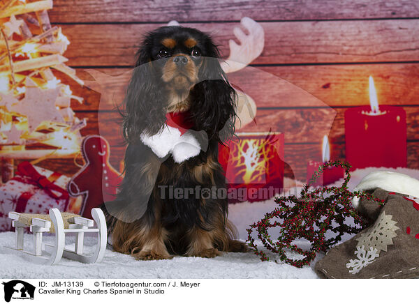 Cavalier King Charles Spaniel im Studio / Cavalier King Charles Spaniel in Studio / JM-13139