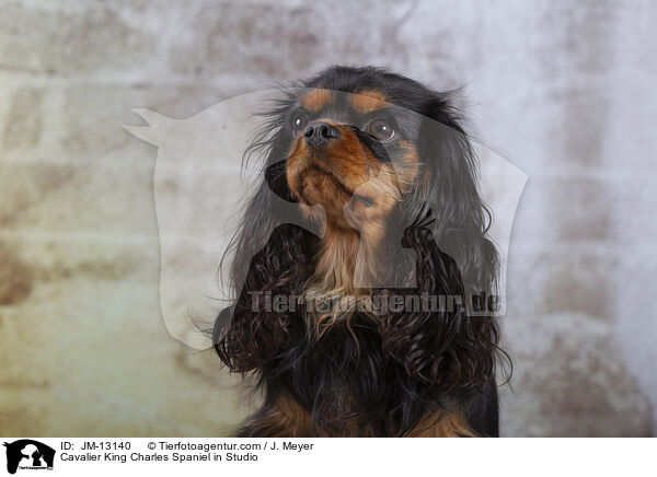 Cavalier King Charles Spaniel im Studio / Cavalier King Charles Spaniel in Studio / JM-13140