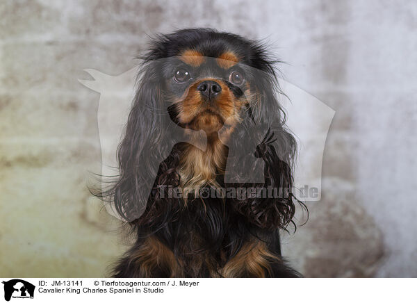 Cavalier King Charles Spaniel im Studio / Cavalier King Charles Spaniel in Studio / JM-13141