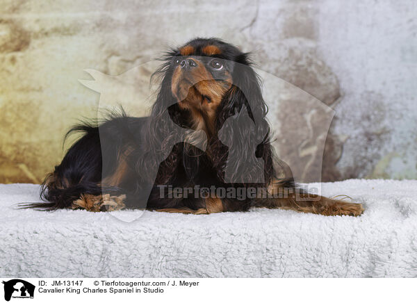 Cavalier King Charles Spaniel in Studio / JM-13147