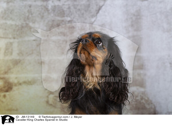 Cavalier King Charles Spaniel im Studio / Cavalier King Charles Spaniel in Studio / JM-13149