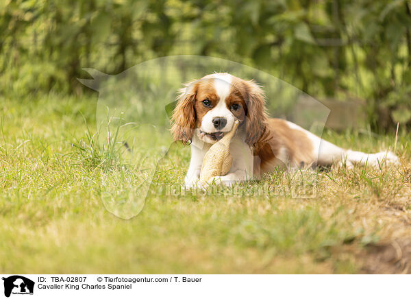 Cavalier King Charles Spaniel / Cavalier King Charles Spaniel / TBA-02807