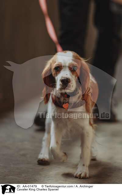 Cavalier King Charles Spaniel / Cavalier King Charles Spaniel / AA-01479