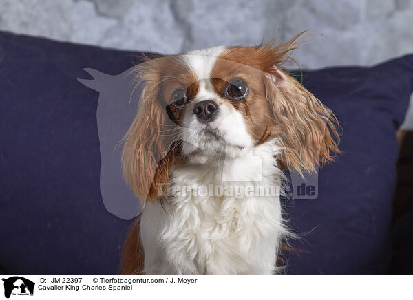 Cavalier King Charles Spaniel / Cavalier King Charles Spaniel / JM-22397