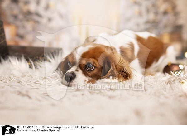 Cavalier King Charles Spaniel / Cavalier King Charles Spaniel / CF-02163