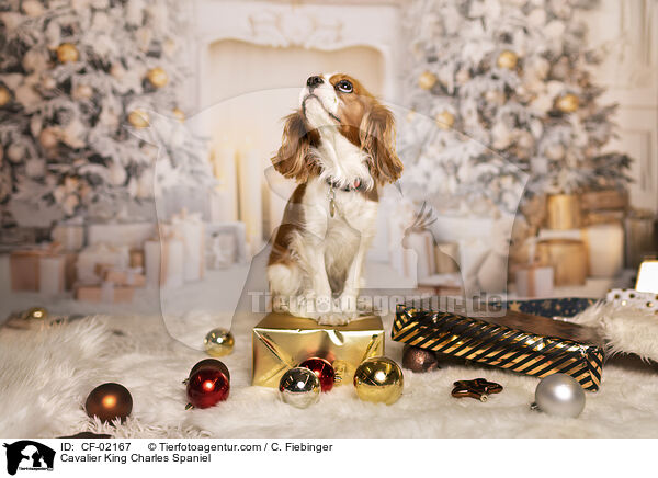 Cavalier King Charles Spaniel / Cavalier King Charles Spaniel / CF-02167