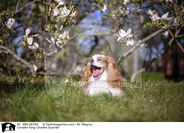 Cavalier King Charles Spaniel / Cavalier King Charles Spaniel / MW-29358
