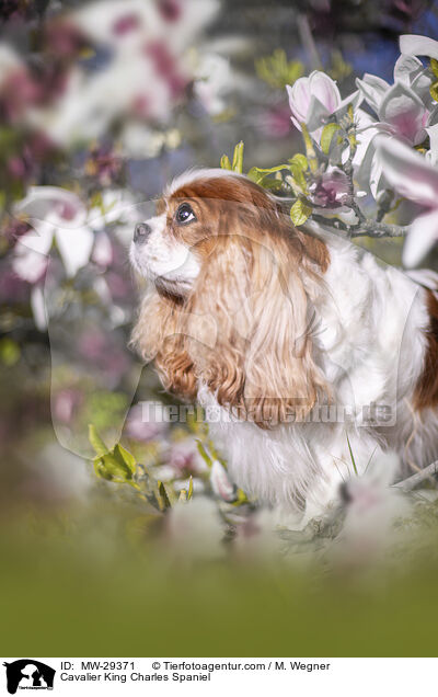 Cavalier King Charles Spaniel / Cavalier King Charles Spaniel / MW-29371
