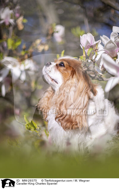 Cavalier King Charles Spaniel / Cavalier King Charles Spaniel / MW-29375