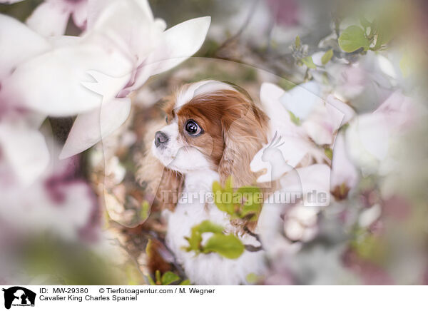 Cavalier King Charles Spaniel / Cavalier King Charles Spaniel / MW-29380
