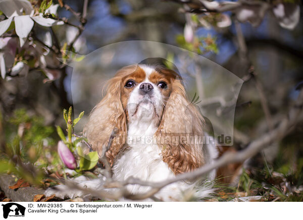 Cavalier King Charles Spaniel / Cavalier King Charles Spaniel / MW-29385