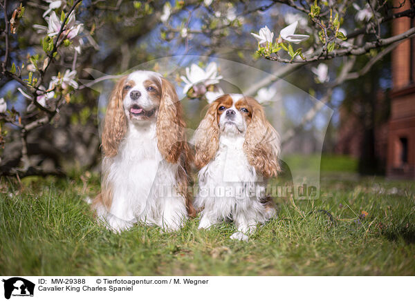 Cavalier King Charles Spaniel / Cavalier King Charles Spaniel / MW-29388