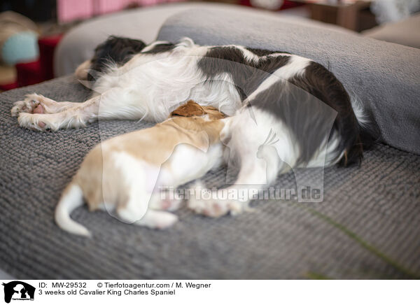 Cavalier King Charles Spaniel 3 Wochen alt / 3 weeks old Cavalier King Charles Spaniel / MW-29532