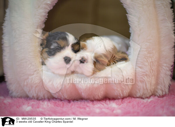 Cavalier King Charles Spaniel 3 Wochen alt / 3 weeks old Cavalier King Charles Spaniel / MW-29535