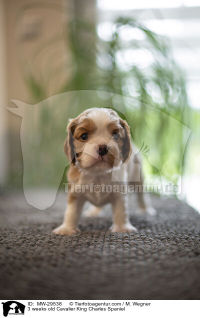 Cavalier King Charles Spaniel 3 Wochen alt / 3 weeks old Cavalier King Charles Spaniel / MW-29538