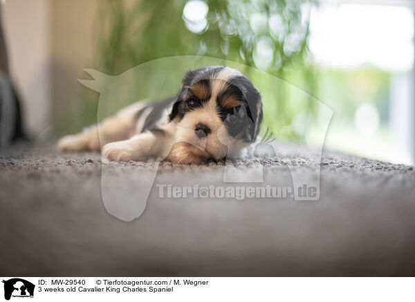 Cavalier King Charles Spaniel 3 Wochen alt / 3 weeks old Cavalier King Charles Spaniel / MW-29540