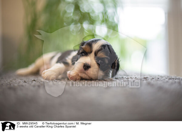 Cavalier King Charles Spaniel 3 Wochen alt / 3 weeks old Cavalier King Charles Spaniel / MW-29545