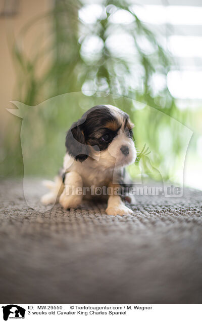 Cavalier King Charles Spaniel 3 Wochen alt / 3 weeks old Cavalier King Charles Spaniel / MW-29550
