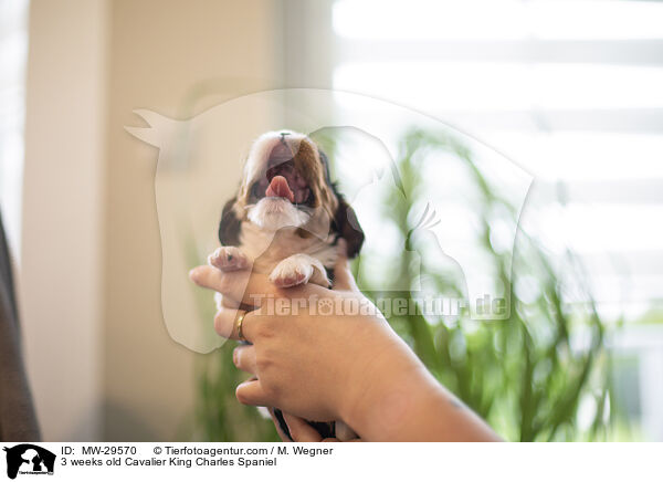 Cavalier King Charles Spaniel 3 Wochen alt / 3 weeks old Cavalier King Charles Spaniel / MW-29570