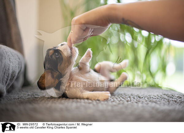Cavalier King Charles Spaniel 3 Wochen alt / 3 weeks old Cavalier King Charles Spaniel / MW-29572