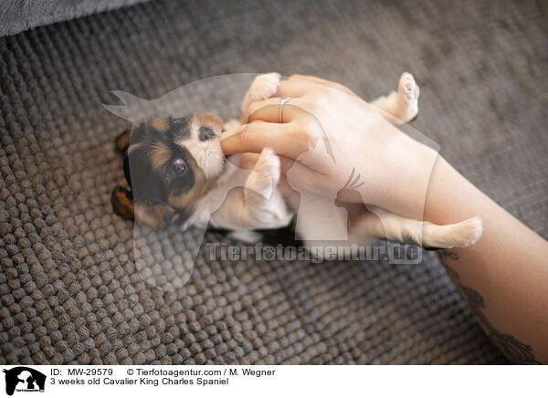 Cavalier King Charles Spaniel 3 Wochen alt / 3 weeks old Cavalier King Charles Spaniel / MW-29579