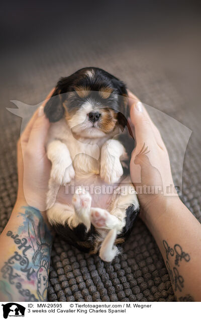 Cavalier King Charles Spaniel 3 Wochen alt / 3 weeks old Cavalier King Charles Spaniel / MW-29595