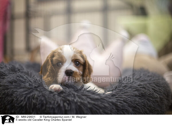 5 wochen alter Cavalier King Charles Spaniel / 5 weeks old Cavalier King Charles Spaniel / MW-29601