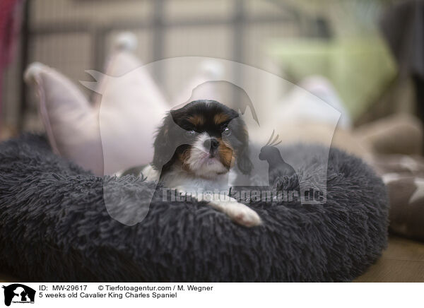 5 wochen alter Cavalier King Charles Spaniel / 5 weeks old Cavalier King Charles Spaniel / MW-29617
