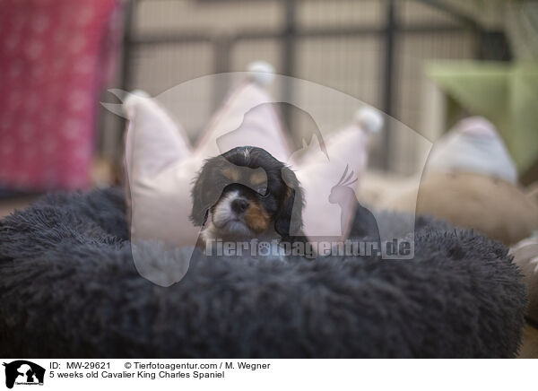 5 wochen alter Cavalier King Charles Spaniel / 5 weeks old Cavalier King Charles Spaniel / MW-29621