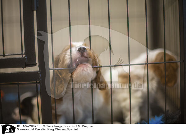 5 wochen alter Cavalier King Charles Spaniel / 5 weeks old Cavalier King Charles Spaniel / MW-29623
