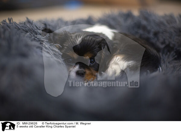5 wochen alter Cavalier King Charles Spaniel / 5 weeks old Cavalier King Charles Spaniel / MW-29626