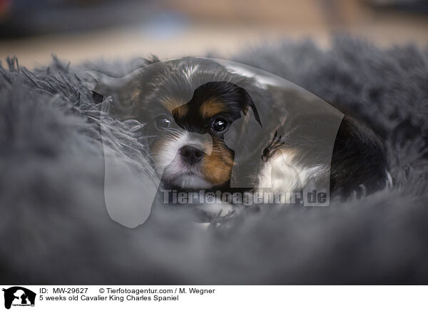 5 wochen alter Cavalier King Charles Spaniel / 5 weeks old Cavalier King Charles Spaniel / MW-29627