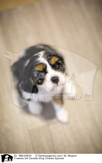 5 wochen alter Cavalier King Charles Spaniel / 5 weeks old Cavalier King Charles Spaniel / MW-29630