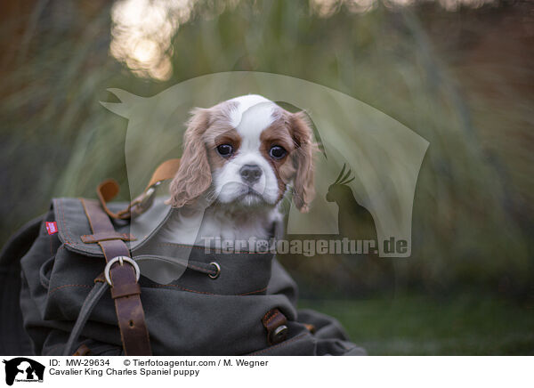Cavalier King Charles Spaniel puppy / MW-29634