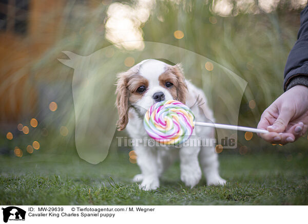 Cavalier King Charles Spaniel Welpe / Cavalier King Charles Spaniel puppy / MW-29639