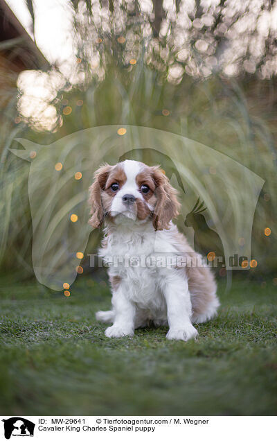 Cavalier King Charles Spaniel Welpe / Cavalier King Charles Spaniel puppy / MW-29641
