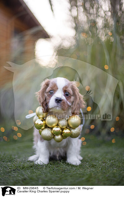 Cavalier King Charles Spaniel Welpe / Cavalier King Charles Spaniel puppy / MW-29645