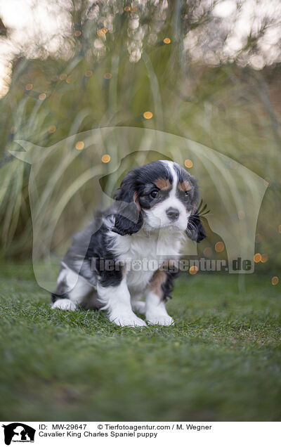 Cavalier King Charles Spaniel Welpe / Cavalier King Charles Spaniel puppy / MW-29647