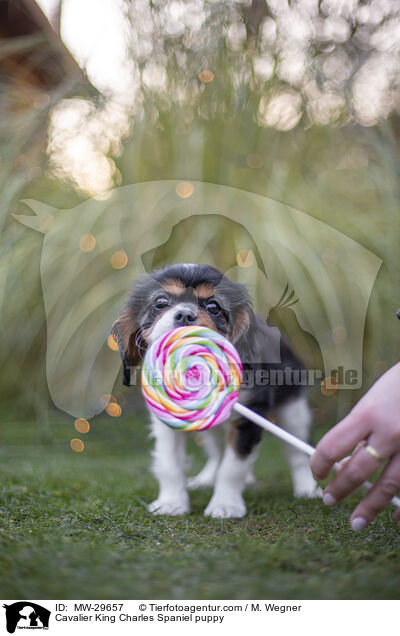 Cavalier King Charles Spaniel Welpe / Cavalier King Charles Spaniel puppy / MW-29657