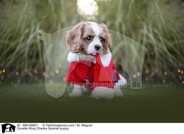 Cavalier King Charles Spaniel Welpe / Cavalier King Charles Spaniel puppy / MW-29661